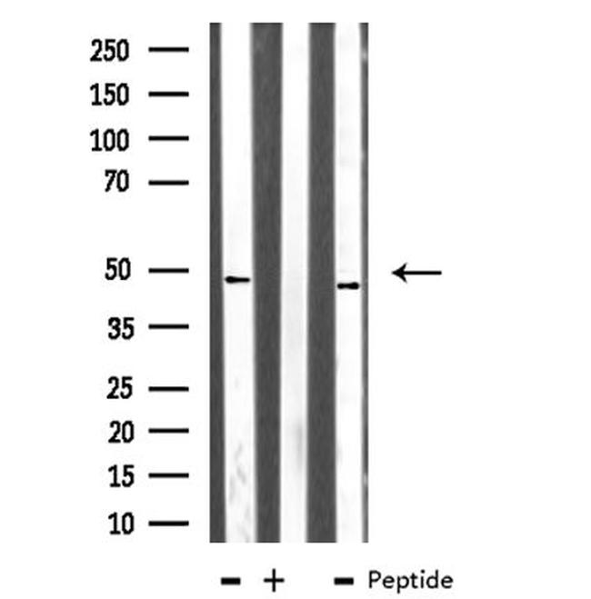 TEAD1 Antibody in Western Blot (WB)