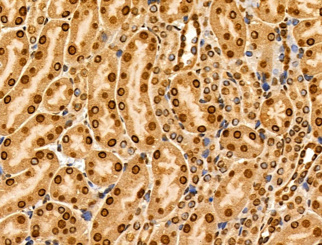 MZF1 Antibody in Immunohistochemistry (Paraffin) (IHC (P))