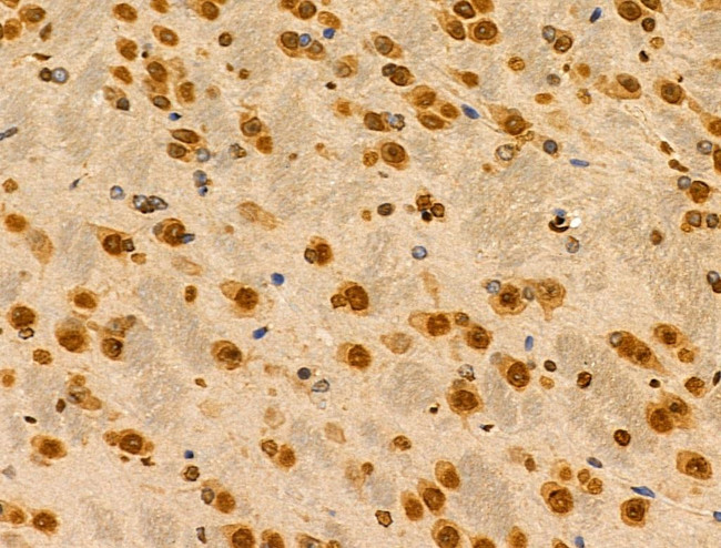 MZF1 Antibody in Immunohistochemistry (Paraffin) (IHC (P))