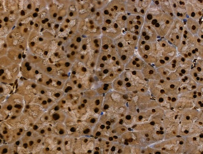 MZF1 Antibody in Immunohistochemistry (Paraffin) (IHC (P))