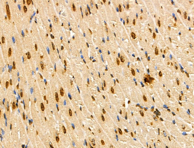 MZF1 Antibody in Immunohistochemistry (Paraffin) (IHC (P))