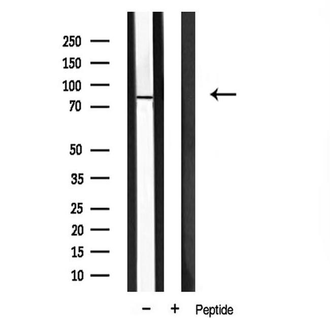 MZF1 Antibody in Western Blot (WB)