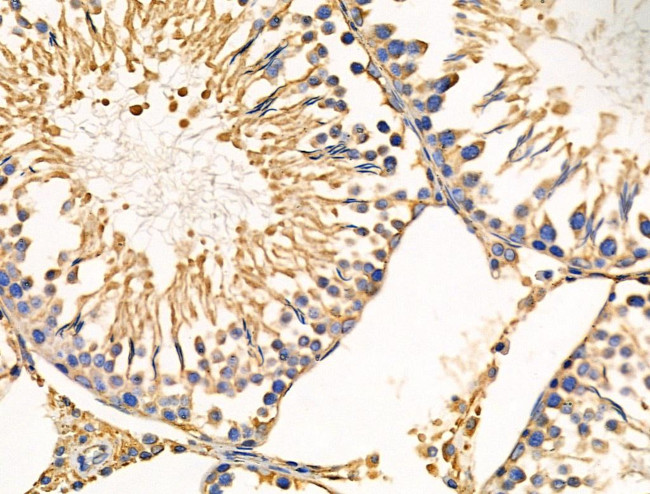 Cyclophilin F Antibody in Immunohistochemistry (Paraffin) (IHC (P))