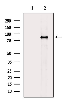 DCAMKL2 Antibody in Western Blot (WB)