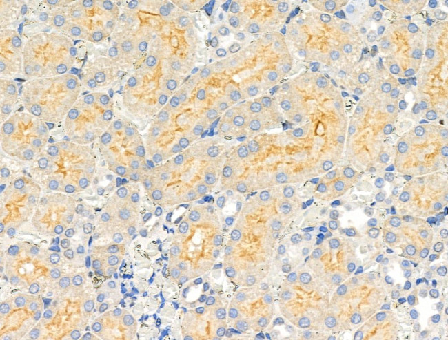 CABC1 Antibody in Immunohistochemistry (Paraffin) (IHC (P))