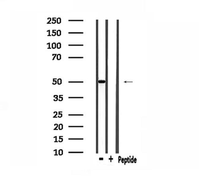 CABC1 Antibody in Western Blot (WB)