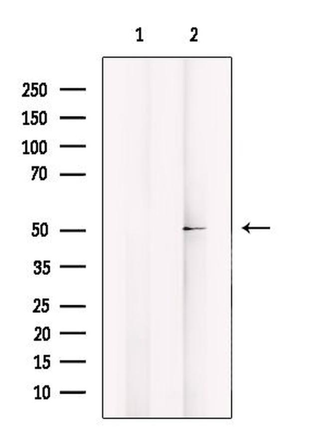 CABC1 Antibody in Western Blot (WB)