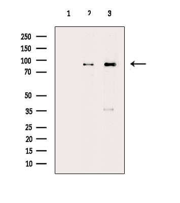 HPK1 Antibody in Western Blot (WB)