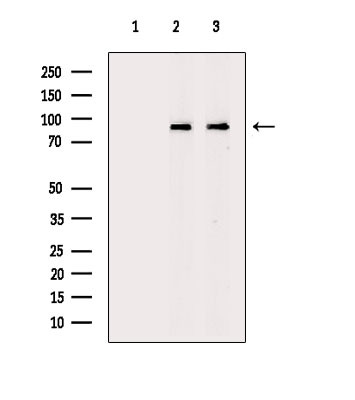 HPK1 Antibody in Western Blot (WB)