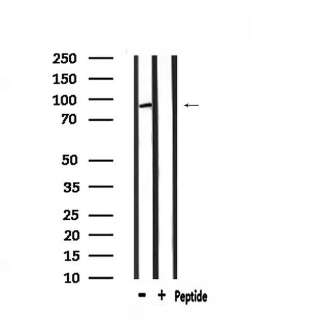 MASTL Antibody in Western Blot (WB)