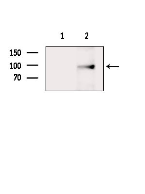 MASTL Antibody in Western Blot (WB)