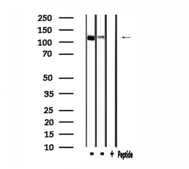 IARS2 Antibody in Western Blot (WB)