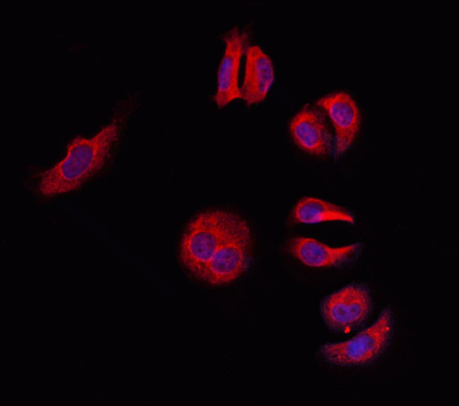 14-3-3 gamma Antibody in Immunocytochemistry (ICC/IF)