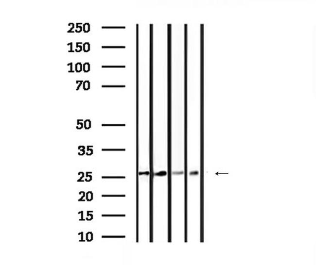 14-3-3 gamma Antibody in Western Blot (WB)