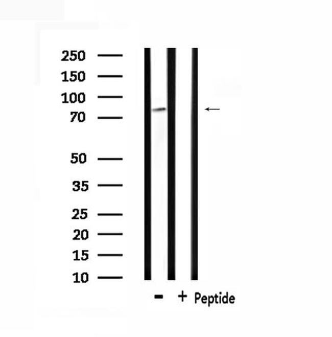 M-cadherin Antibody in Western Blot (WB)