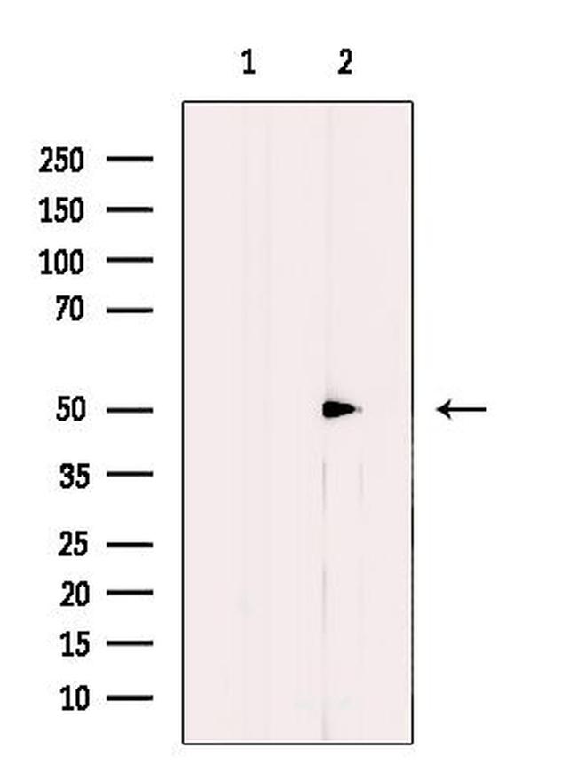 Cdc20 Antibody in Western Blot (WB)