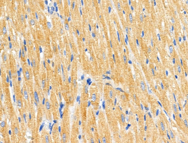 COX6C Antibody in Immunohistochemistry (Paraffin) (IHC (P))