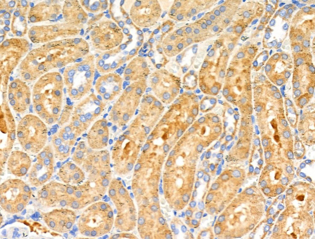 COX6C Antibody in Immunohistochemistry (Paraffin) (IHC (P))