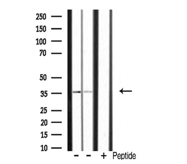 POU4F3 Antibody in Western Blot (WB)