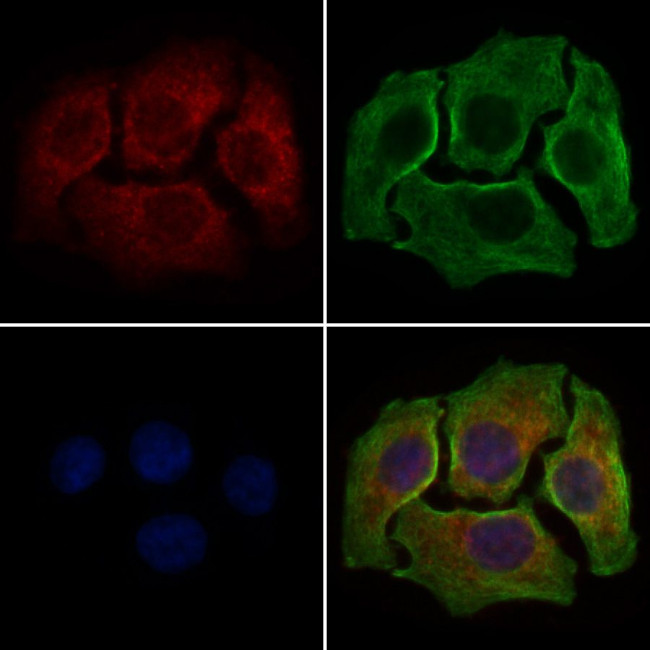 MRPL44 Antibody in Immunocytochemistry (ICC/IF)