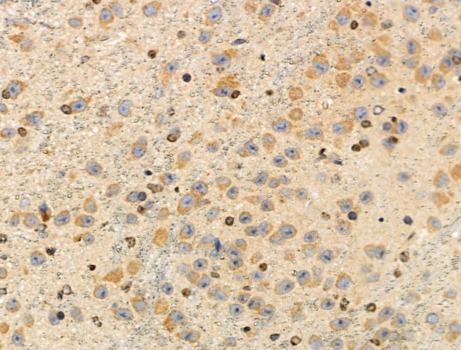 MRPL44 Antibody in Immunohistochemistry (Paraffin) (IHC (P))