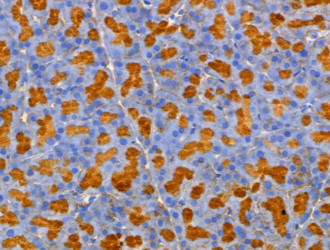 MRPL44 Antibody in Immunohistochemistry (Paraffin) (IHC (P))