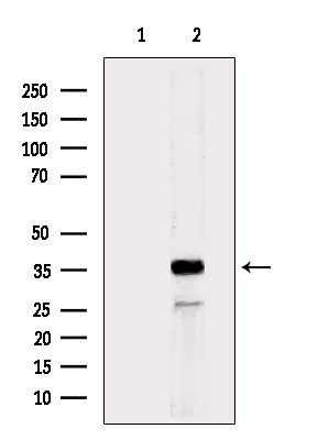 MRPL44 Antibody in Western Blot (WB)