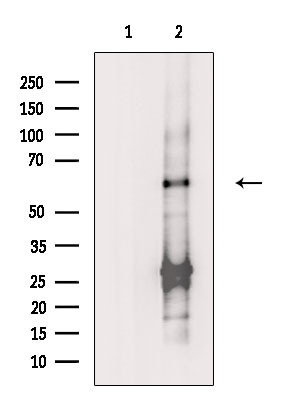 SLC33A1 Antibody in Western Blot (WB)