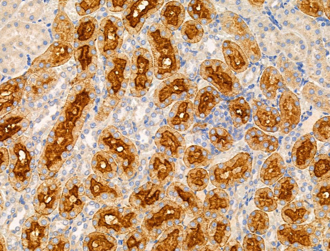 SLC25A6 Antibody in Immunohistochemistry (Paraffin) (IHC (P))