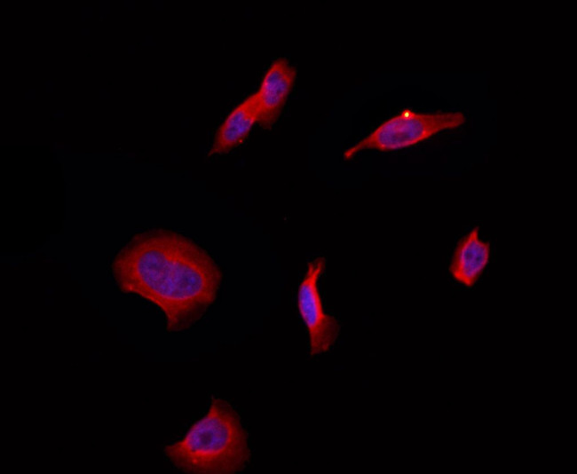 ARF4 Antibody in Immunocytochemistry (ICC/IF)