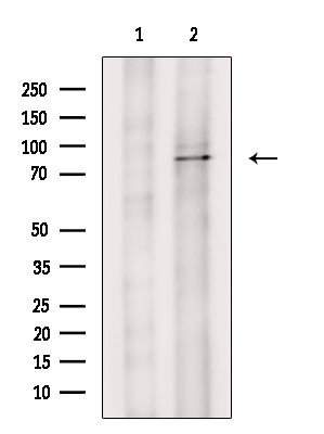 DDX50 Antibody in Western Blot (WB)