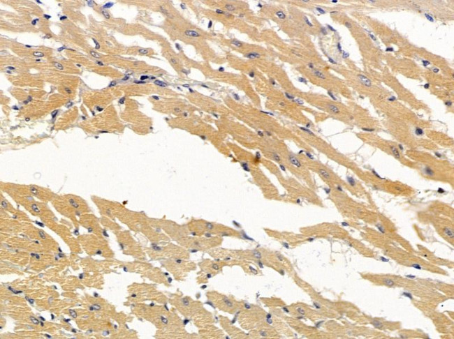 BMP-10 Antibody in Immunohistochemistry (Paraffin) (IHC (P))