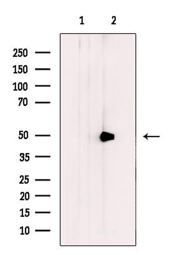 BMP-10 Antibody in Western Blot (WB)