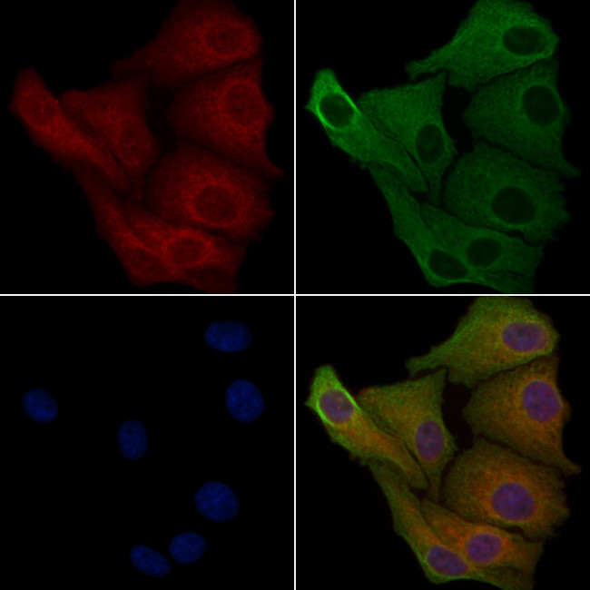 Carboxypeptidase M Antibody in Immunocytochemistry (ICC/IF)