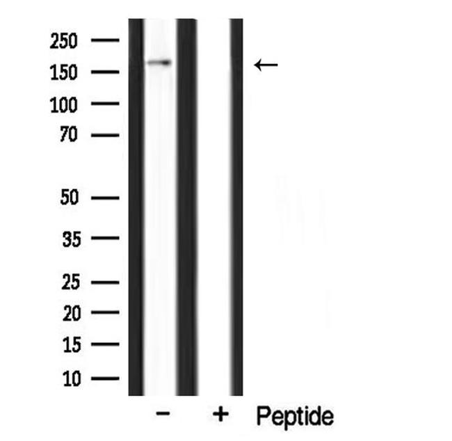 CLASP1 Antibody in Western Blot (WB)