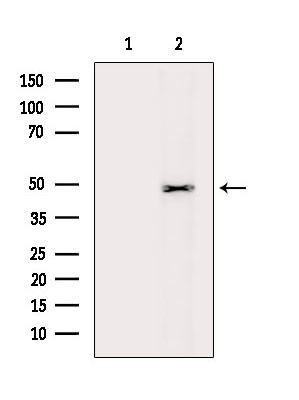 ATG4C Antibody in Western Blot (WB)