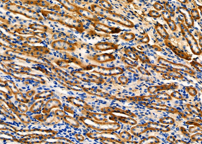 Fibulin 5 Antibody in Immunohistochemistry (Paraffin) (IHC (P))