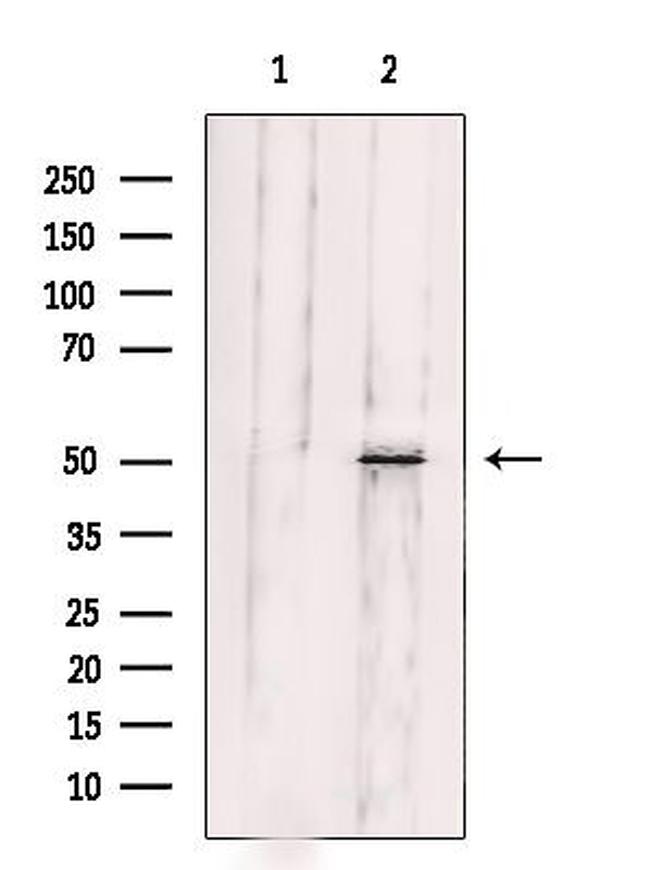 Fibulin 5 Antibody in Western Blot (WB)