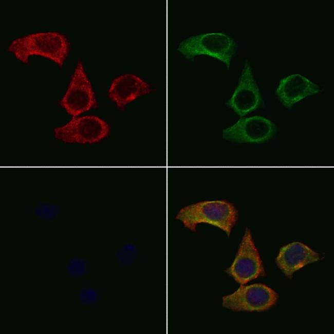 TOMM20 Antibody in Immunocytochemistry (ICC/IF)