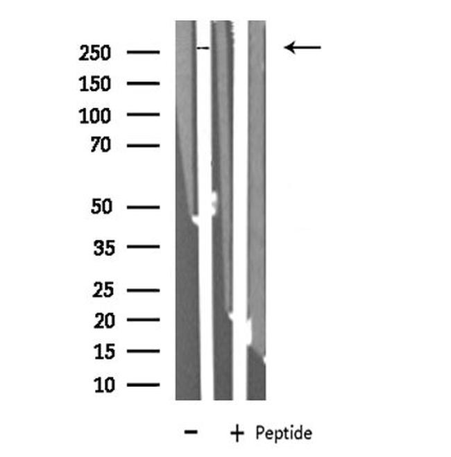 EGFL4 Antibody in Western Blot (WB)