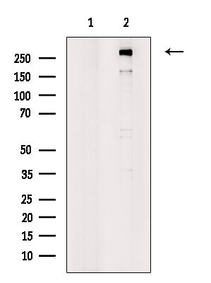 EGFL4 Antibody in Western Blot (WB)