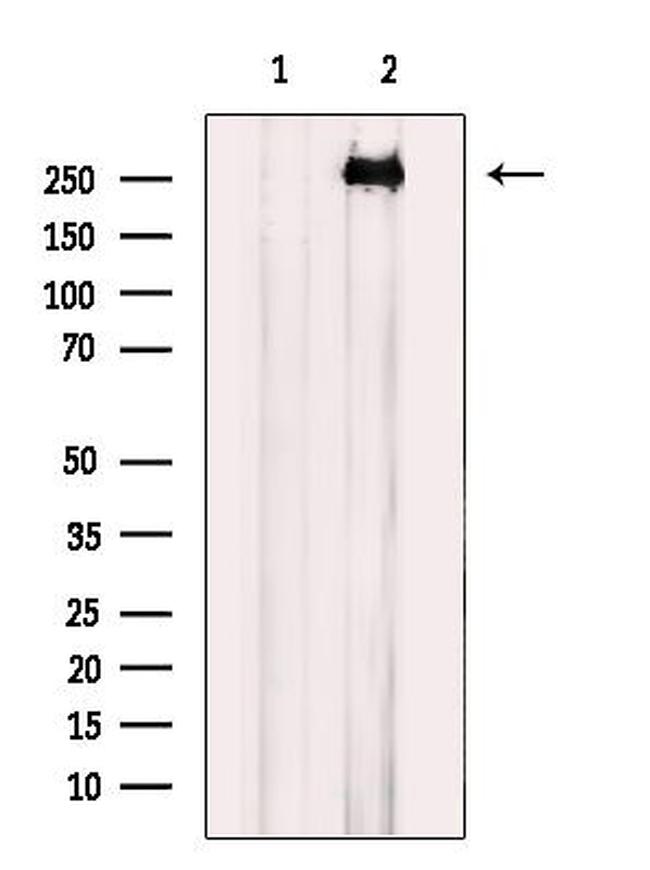 EGFL4 Antibody in Western Blot (WB)