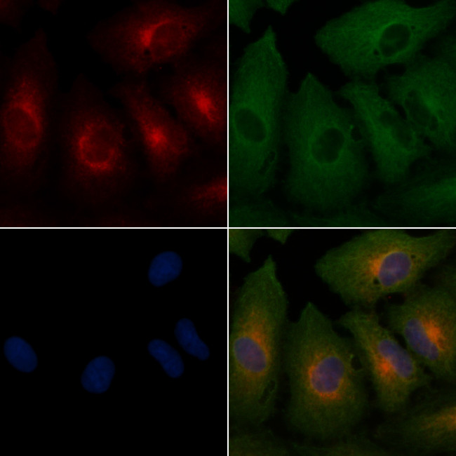 EGFL5 Antibody in Immunocytochemistry (ICC/IF)