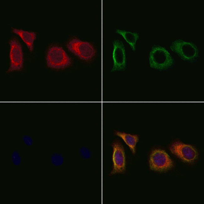 EGFL5 Antibody in Immunocytochemistry (ICC/IF)