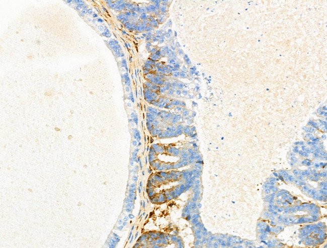 EGFL5 Antibody in Immunohistochemistry (Paraffin) (IHC (P))