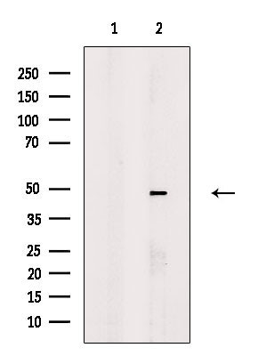 MAZ Antibody in Western Blot (WB)