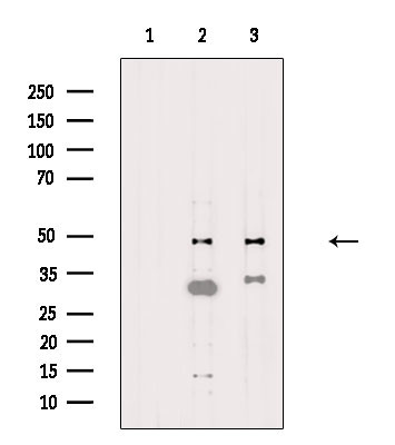 NUSAP1 Antibody in Western Blot (WB)