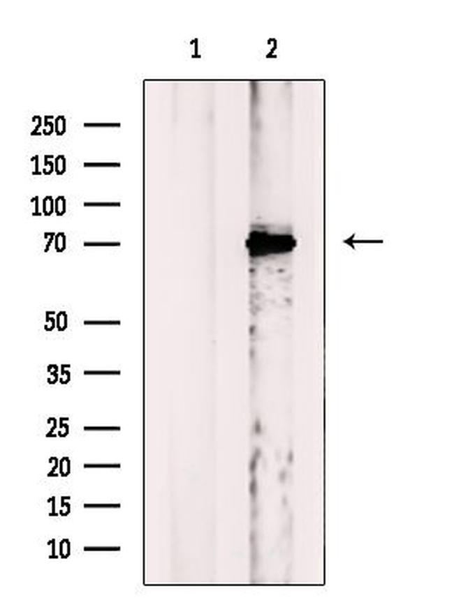 NOLC1 Antibody in Western Blot (WB)