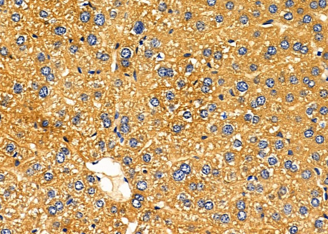 KCNK6 Antibody in Immunohistochemistry (Paraffin) (IHC (P))