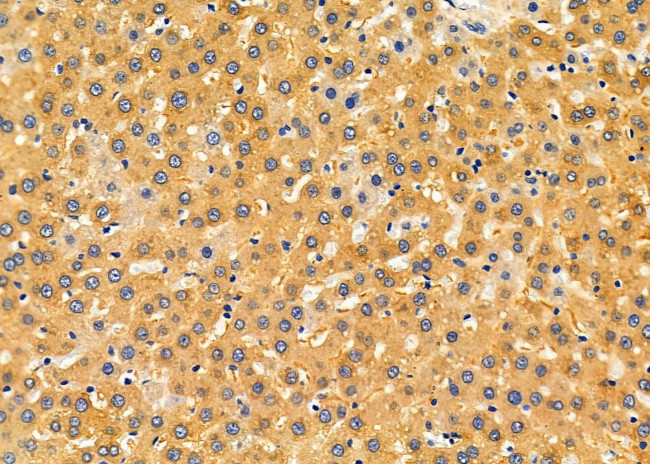 KCNK6 Antibody in Immunohistochemistry (Paraffin) (IHC (P))